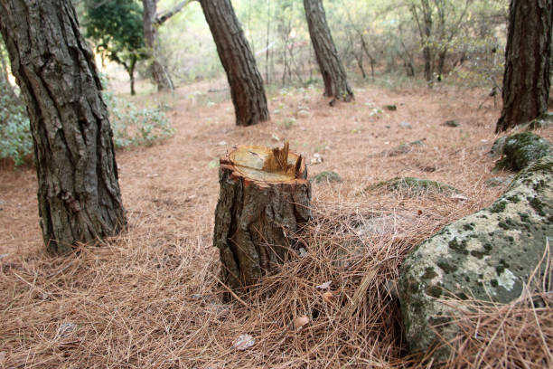 How Our Tree Care Process Works  in  Jacobus, PA