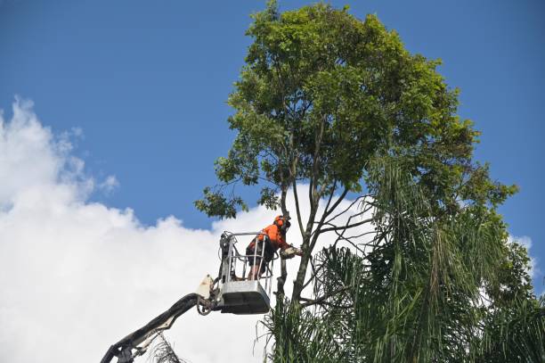 Trusted Jacobus, PA Tree Services Experts